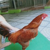 KHÉT MỒNG CẮT