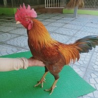 KHÉT MỒNG LÁ
