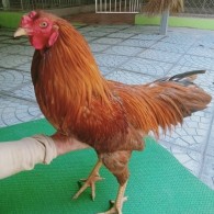 KHÉT