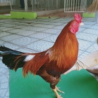 ĐIỀU VÀNG