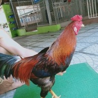 ĐIỀU MẬT