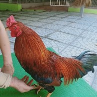ĐIỀU MỒNG DÂU