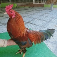 ĐIỀU VÀNG 