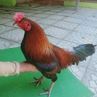 ĐIỀU XANH