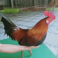 ĐIỀU VÀNG MỒNG LÁ