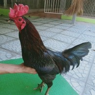 XANH MỒNG DÂU