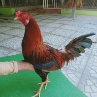 ĐIỀU LAI MÁU