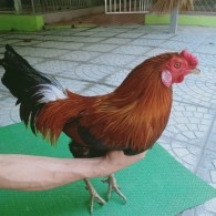 ĐIỀU VÀNG TRÍCH