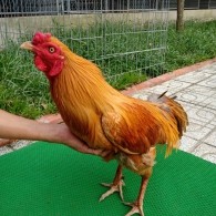 GÀ KHÉT 1