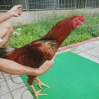 GÀ KHÉT 2