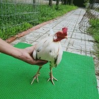 GÀ BƯỚM 1
