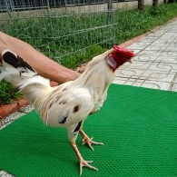GÀ BƯỚM 2