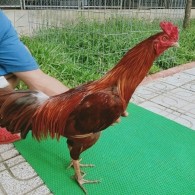GÀ VÀNG 2