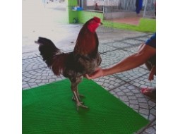 GÀ XÁM