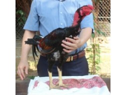 TÍA MỒNG TRÍCH