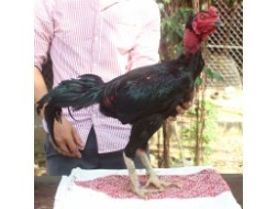 Ô MỒNG DÂU