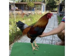 ĐẤU TRƯỜNG THOMO 10