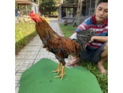 ĐẤU TRƯỜNG THOMO 11