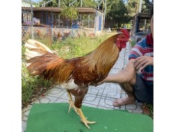 ĐẤU TRƯỜNG THOMO 12