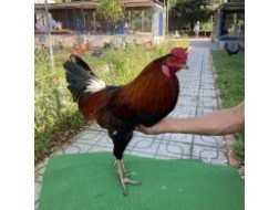 ĐẤU TRƯỜNG THOMO 13