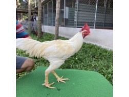 ĐẤU TRƯỜNG THOMO 1