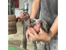Mã số 3 - Xám phèn chân vàng trơn mỏng 1.4kg (Gà đã bán)