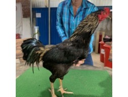 CHUỐI ĐEN HÀNG ĐẤU GIẢI