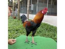 ĐẤU TRƯỜNG THOMO 2
