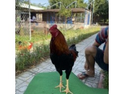 ĐẤU TRƯỜNG THOMO 3