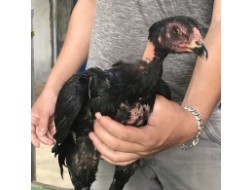 Mã số 18 - Ô chân đen 1.7kg, 2 đai chân trái (Gà đã bán)