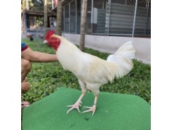 ĐẤU TRƯỜNG THOMO 4