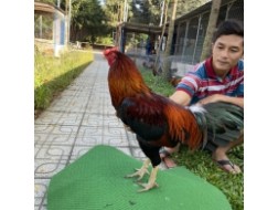 ĐẤU TRƯỜNG THOMO 5
