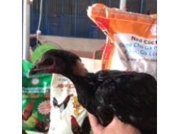 Mã số 17 - Ô chân đen mắt ếch 1.9kg, 1 đai chân trái (Gà đã bán)