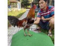 ĐẤU TRƯỜNG THOMO 6