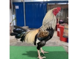 CHUỐI TIGER 2*, 3KG