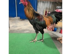 QUE NGHỆ HÁNG ĐẤU THOMO