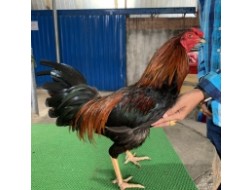 QUE MÀN TRÍCH 2.7KG HÀNG ĐẤU THOMO