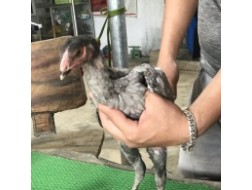 Mã số 6 - Xám tro chân vuông 1.2kg, 3 đai, 2 trái - 1 phải (Gà đã bán)