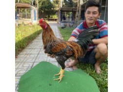 ĐẤU TRƯỜNG THOMO 7