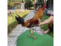 ĐẤU TRƯỜNG THOMO 8