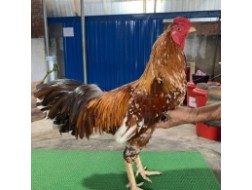 KHÉT BÔNG 3.2KG MU TRẦN THẦN CHƯỞNG