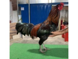 QUE LÝ TIỂU LONG 2.8KG HÀNG THOMO CHÍNH HIỆU
