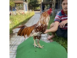 ĐẤU TRƯỜNG THOMO 9