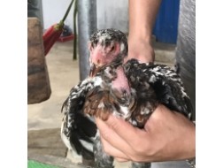 Mã số 10 - Điều bông chân trắng vuông, 2 đai, 1 trái - 1 phải (Gà đã bán)