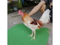 TRE BƯỚM 