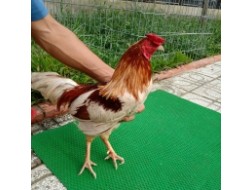 GÀ BƯỚM 3