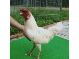 GÀ BƯỚM 5