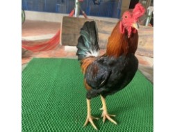 Điều chân vàng Sil Mỹ 1.3kg 2