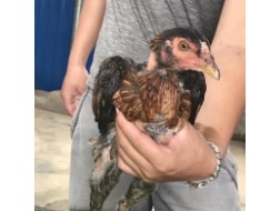 Mã số 15 - Ó đỏ chân vuông 1.6kg, 5 đai, 3 trái - 2 phải (Gà đã bán)