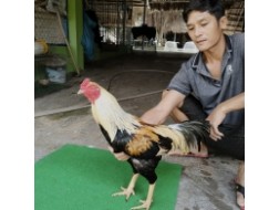 GÀ CHUỐI